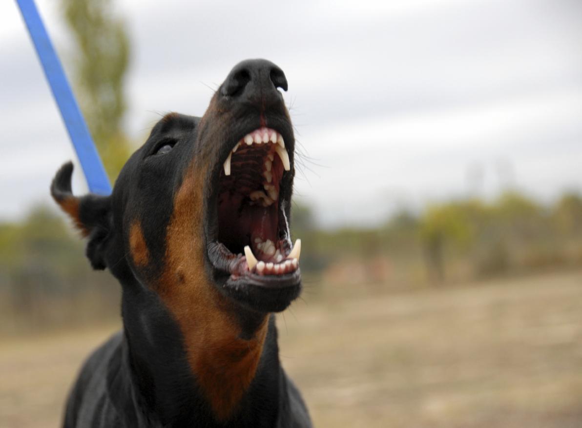 Il cane abbaia e il vicino minaccia la proprietaria con una pistola:  denunciato un uomo in Valsugana